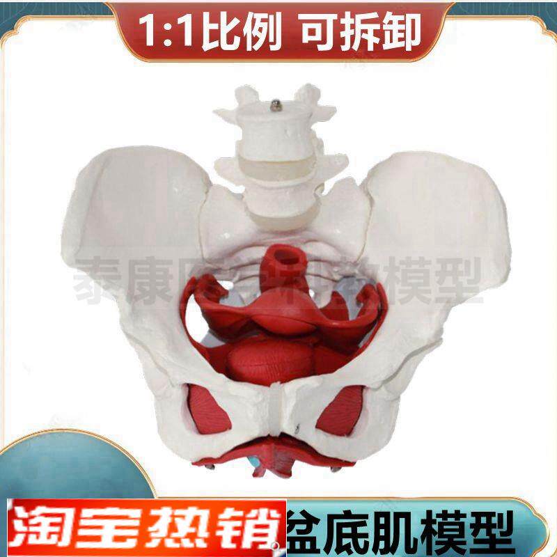 盆底肌模型拆卸会阴解剖筋膜韧带子宫生殖泌尿Q器官妇产科月子培