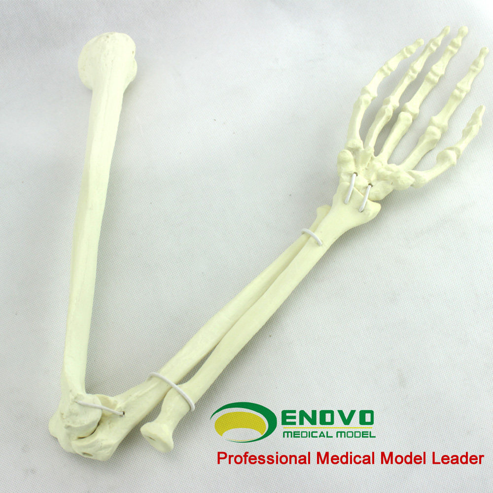 ENOVaO正品骨科Sawbone上肢骨人工皮质骨松质骨骨科植入仿真模型