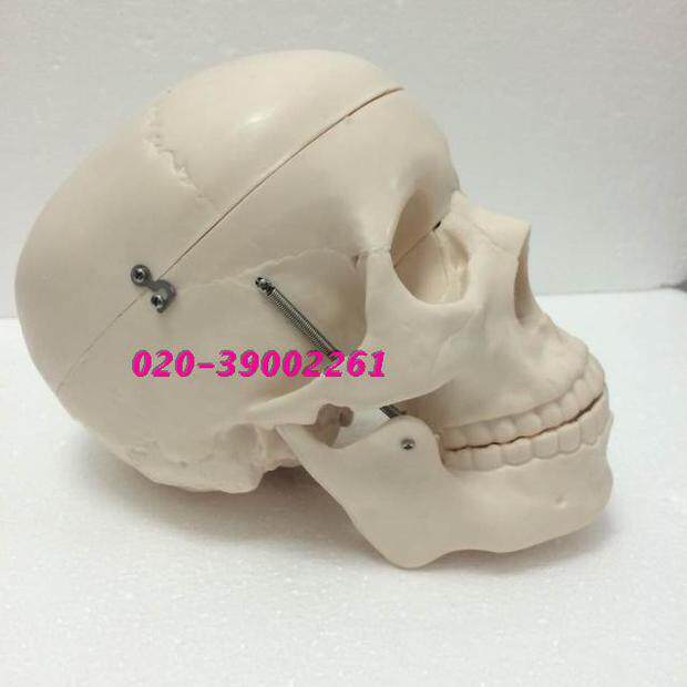 自然大头骨医用教学模型,人体D头骨模型1:1头颅骨模型