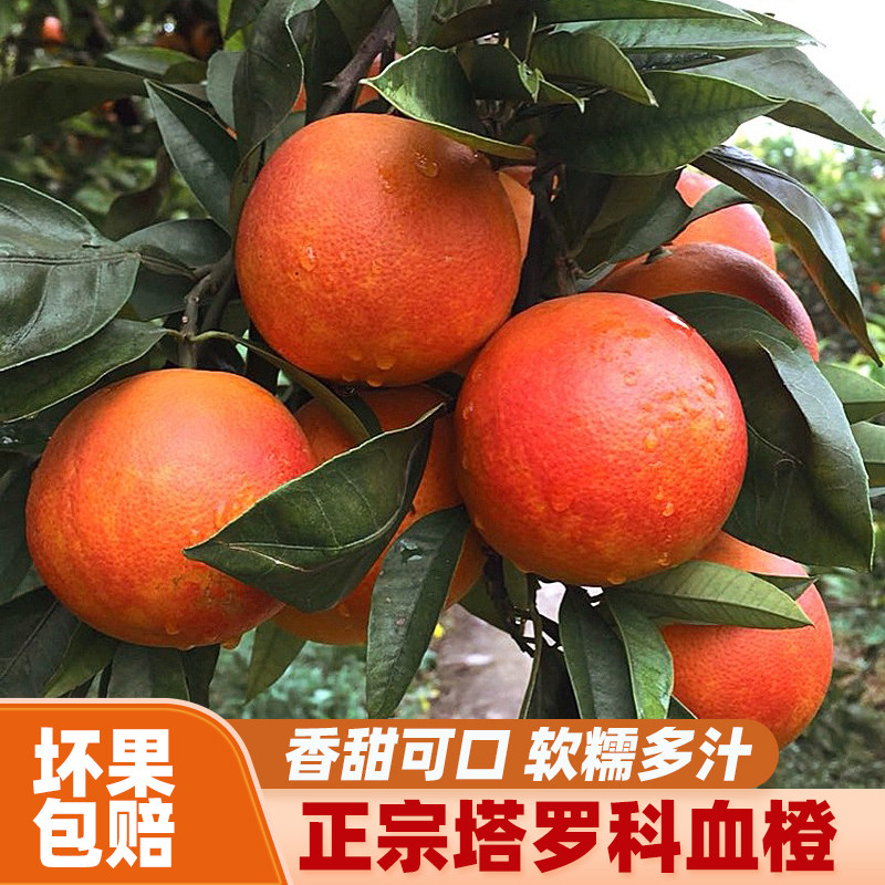 【塔罗科血橙】正宗塔罗科血橙橙子新鲜水果多汁香甜整箱包邮