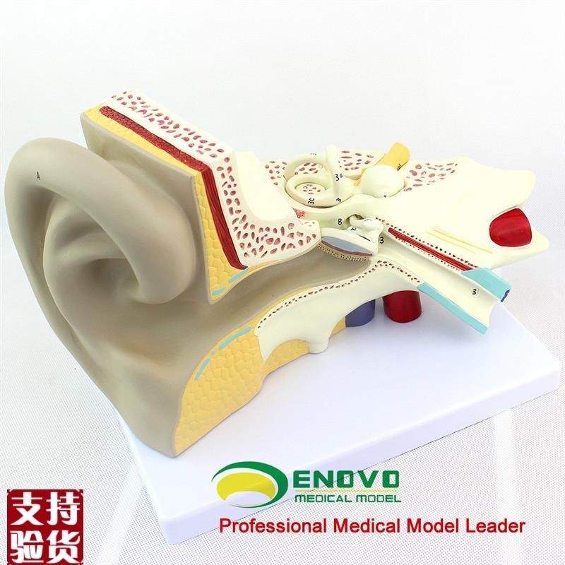 ENOVO颐f诺医学人体耳朵模型内耳迷路耳鼻喉科听觉系统器官模型,文具电教/文化用品/商务用品,教学标本/模型,淘宝优惠券,粉丝福利购,淘宝优惠卷