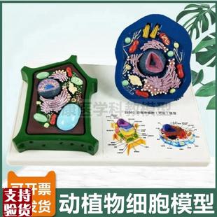 动物细胞模型植物细胞生物课v用细胞器叶绿体细胞核高尔基体线粒