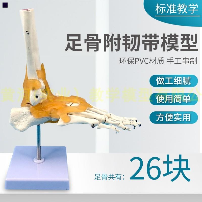 一比一脚掌骨自然大脚关节模型带韧带人l体足部骨骼解剖模型医学