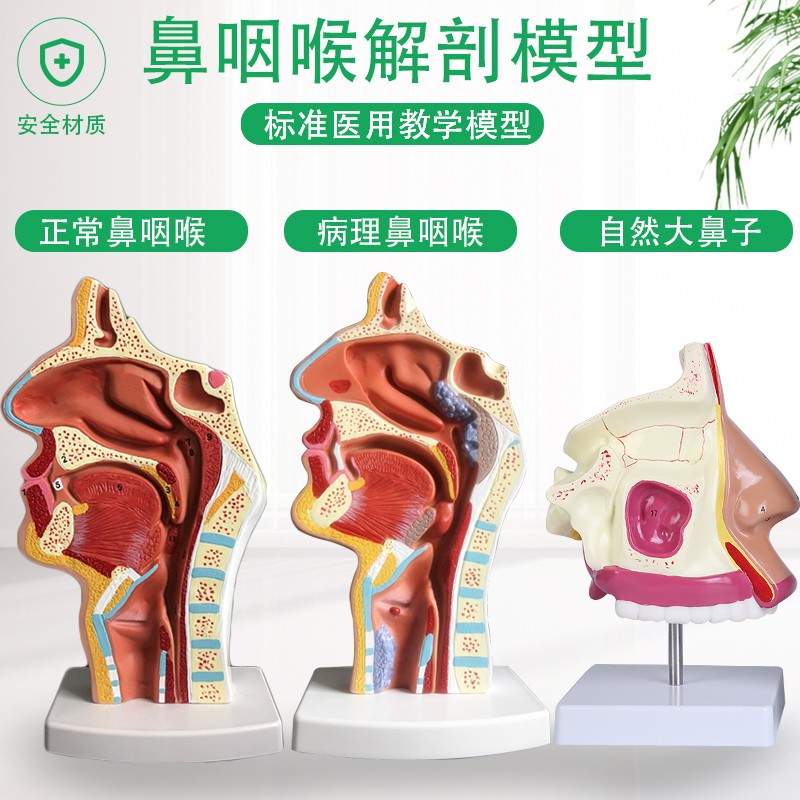 放大鼻腔模型 鼻腔解剖 鼻子模型 五官科 K眼耳鼻咽喉 医用模型