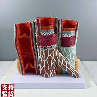 人体血管模型动脉静脉血管壁解剖静脉瓣膜血管R结构深静脉栓塞病