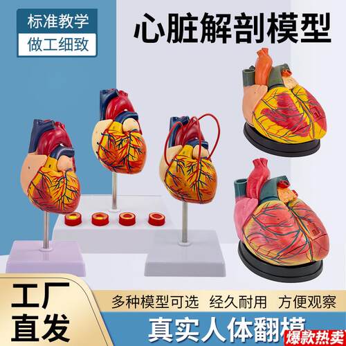 成人1:1人体心脏模型B超彩超声医学心c内科心脏解剖教学模型