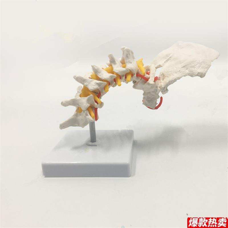1比1颈椎模型自然大仿真脊骨g神经椎间盘寰椎枢椎正骨瑜伽康复功
