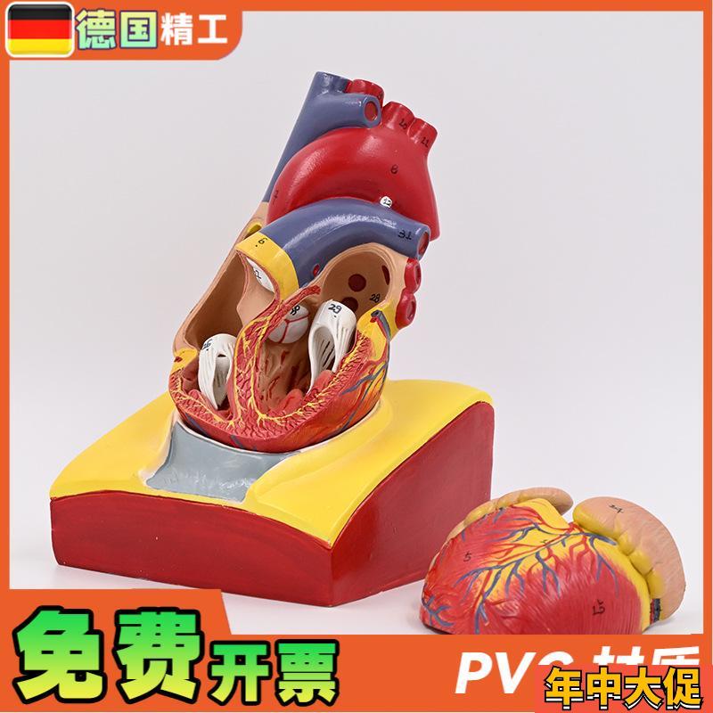 德国】1:1人体心脏解剖模型B超彩超心脏J模型拆卸医学自然大心脏