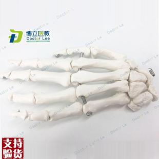 医学人体手d关节模型手骨尺骨桡骨模型人体骨骼手足外科