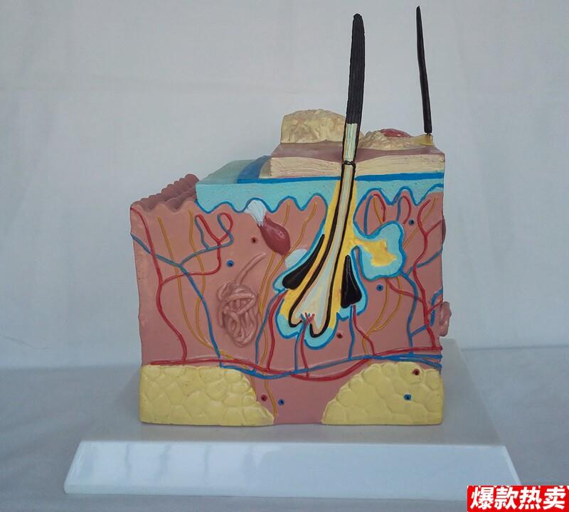 包邮狗病态.健康皮肤解剖比较O模型动物解剖模型兽医用具