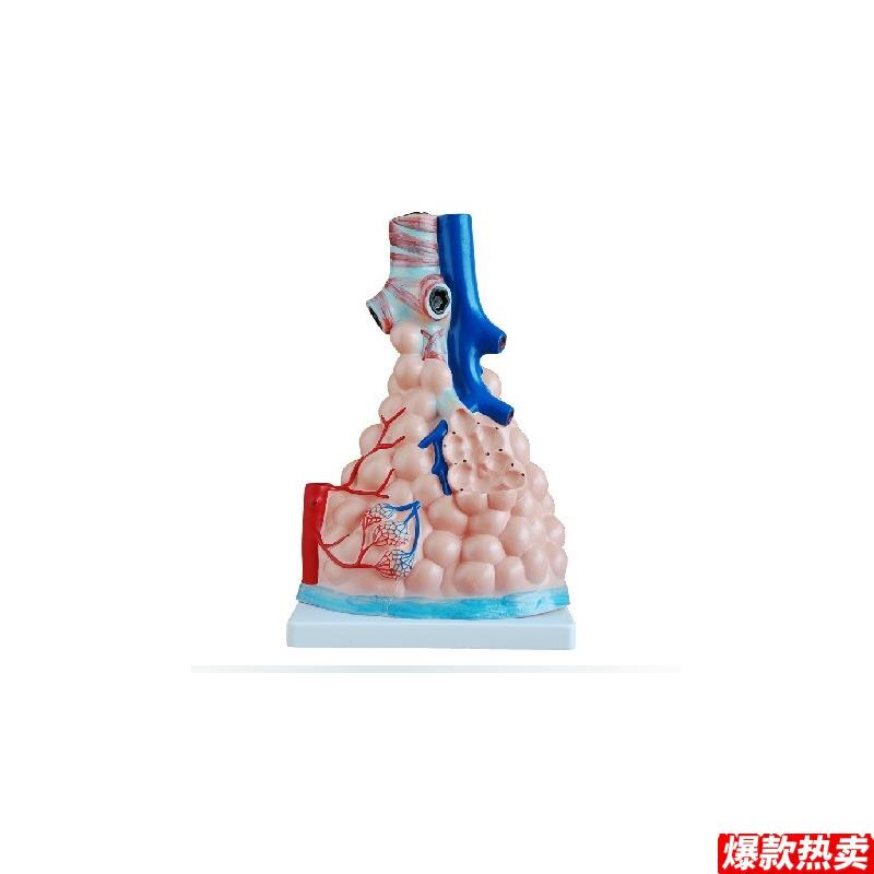 肺泡放大模型人体医学肺泡解剖模型o肺部模型教学培训专用模型