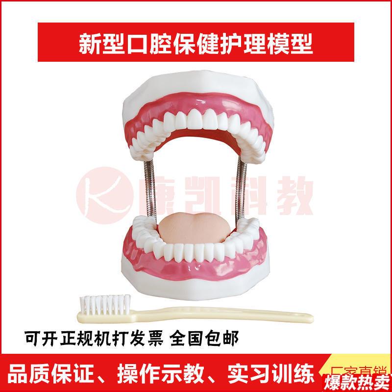 新型口腔保健护理牙齿模型牙科牙齿仪器牙w保健模型牙齿结构模型