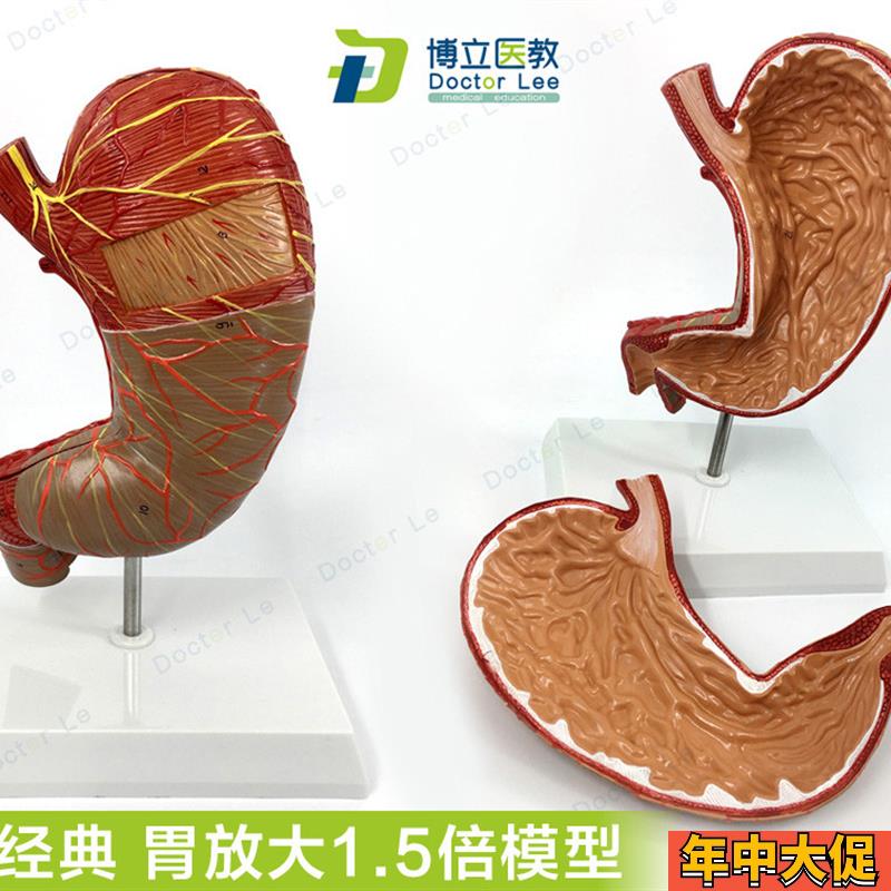 教学仿真1.5倍胃模型胃解剖模型胃解剖结构标本消W化器官十二指肠