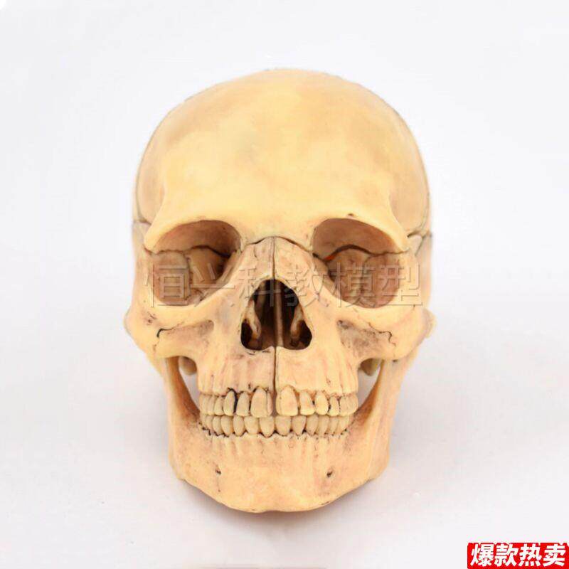 头骨模型拆卸15部件颅骨结构医学美术口腔s牙科医生培训仿真骨髅