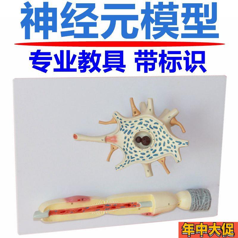 神经元模型 神经细胞结构 胞体轴突E反射弧传导系统脊髓神经根颈