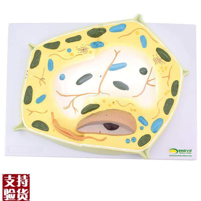 ENOVO颐诺植物细胞模型u植物学生物学林业大学教学森林植物教学教,文具电教/文化用品/商务用品,教学标本/模型,淘宝优惠券,粉丝福利购,淘宝优惠卷