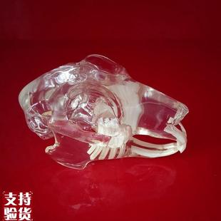 兔子头骨模型透明j水晶口腔牙齿骨骼标本仿真塑胶骨头兽医解剖教