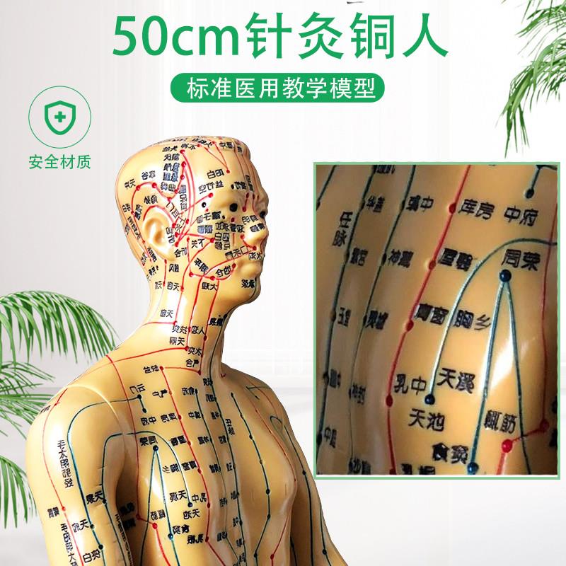 针灸穴位人体模型中医养生会所摆件彩色经络穴位模型W扎针小皮人