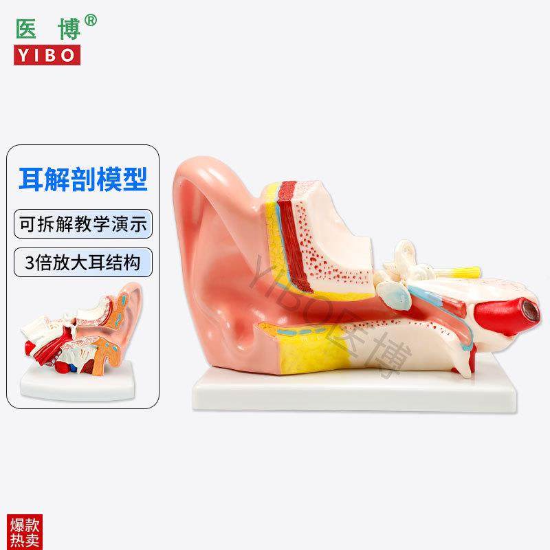 医博人体耳e解刨模型耳朵3倍放大模型耳朵结构构造展示教学模型,文具电教/文化用品/商务用品,教学标本/模型,淘宝优惠券,粉丝福利购,淘宝优惠卷