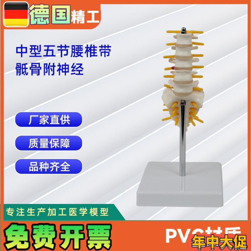 5节中型腰e椎带骶骨模型 人体骨骼模型教学模型