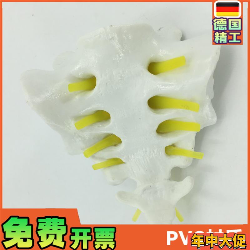 骶骨和胸尾骨模型模型 脊椎脊x柱骶胸尾骨模型 脊椎模型 骨骼模型