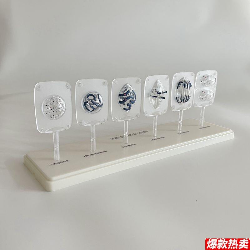 植物细胞有l丝分裂模型初中高中生物课实验器材动物细胞减数分裂
