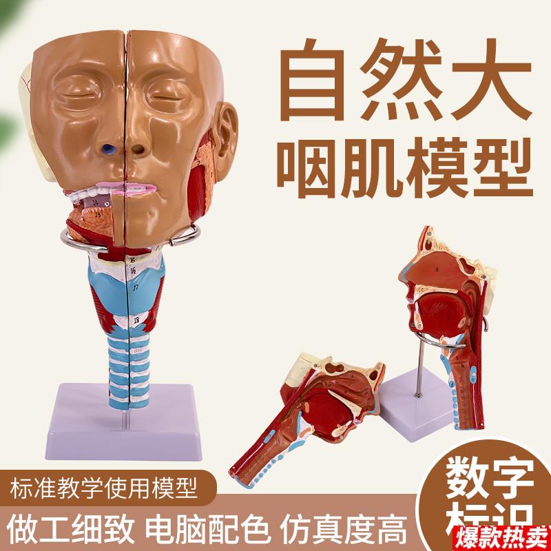 高级鼻口咽喉腔模K型头颈面部解剖喉肌肉甲状腺神经血管耳鼻喉