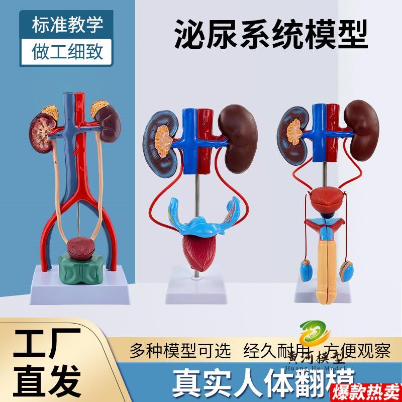 男性女性泌W尿生殖系统模型肾脏解剖模具膀胱输尿管结构造立体教