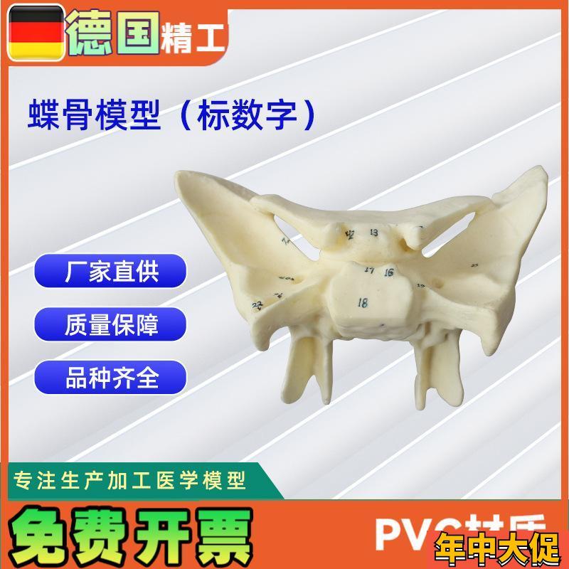 人体蝶骨放大标数字模型 教学N解剖模型蝶骨模型