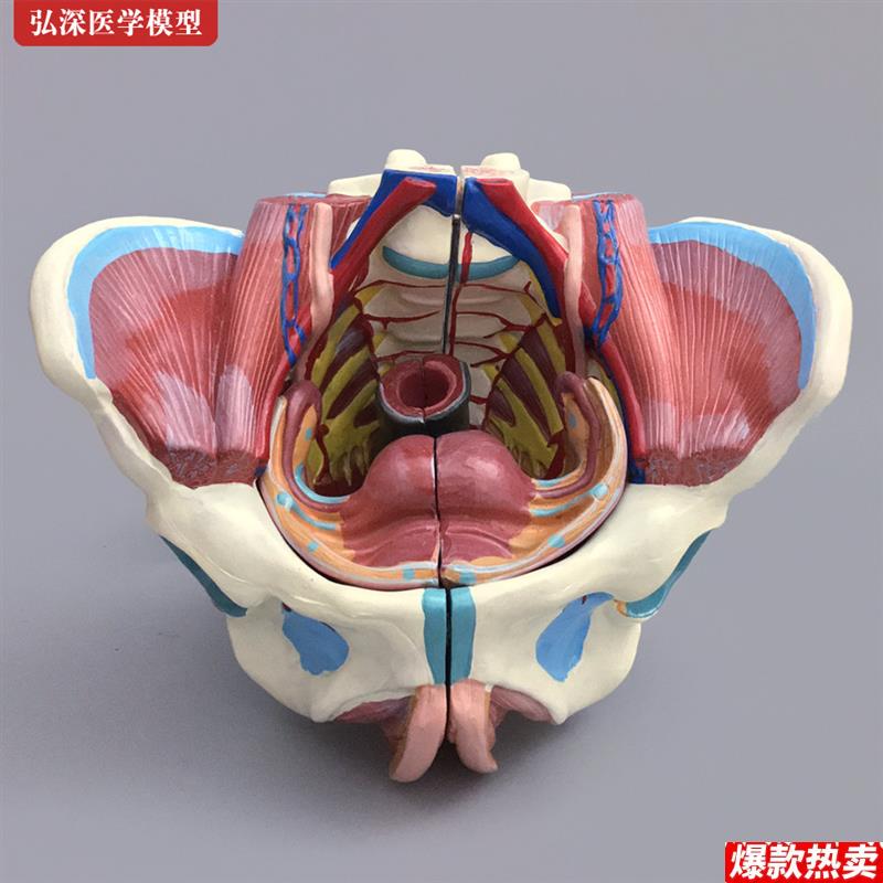 女性骨盆解剖教学模型HS-332Dm盆骨带生殖器适合13岁以上人体解剖