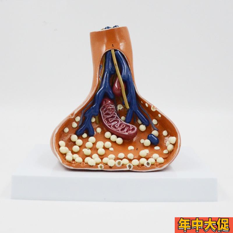 康泰模型突触放i大神经传导线粒体神经元结构高中生物教学实验器