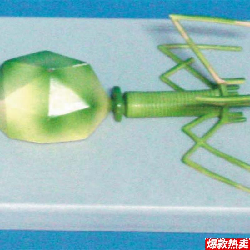 立体噬菌体病毒结构模型s医用生物教学讲解展示