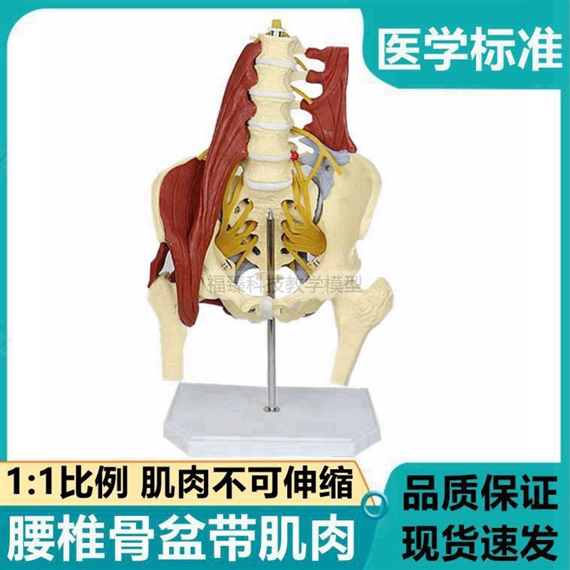 新款腰椎肌肉模型k椎间盘坐骨神经髂腰肌康复瑜伽医用骨科临床正