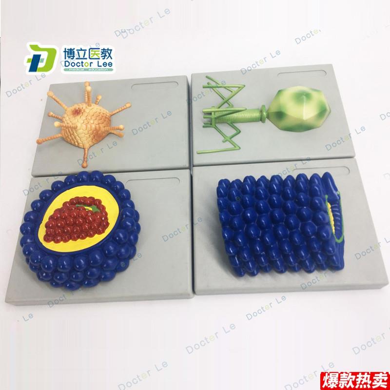 厂家直销微生物学病毒模型杆状病毒腺病毒.噬菌体病毒艾滋病毒学