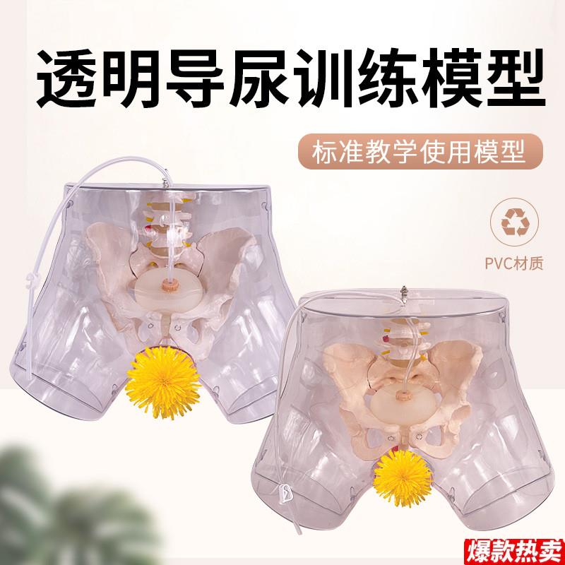 高级透明男性导尿模型男性生殖器男性生殖解剖模型o女性导尿模型