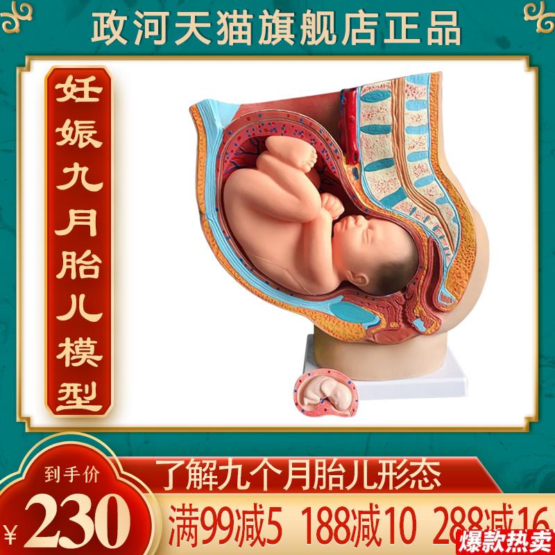 政河妊娠九个月胎儿形态模型f女性怀孕婴儿子宫器官结构解剖医院