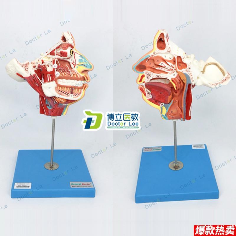 局部解剖R模型头面部血管神经模型脑模型解剖模型颈部肌肉解剖
