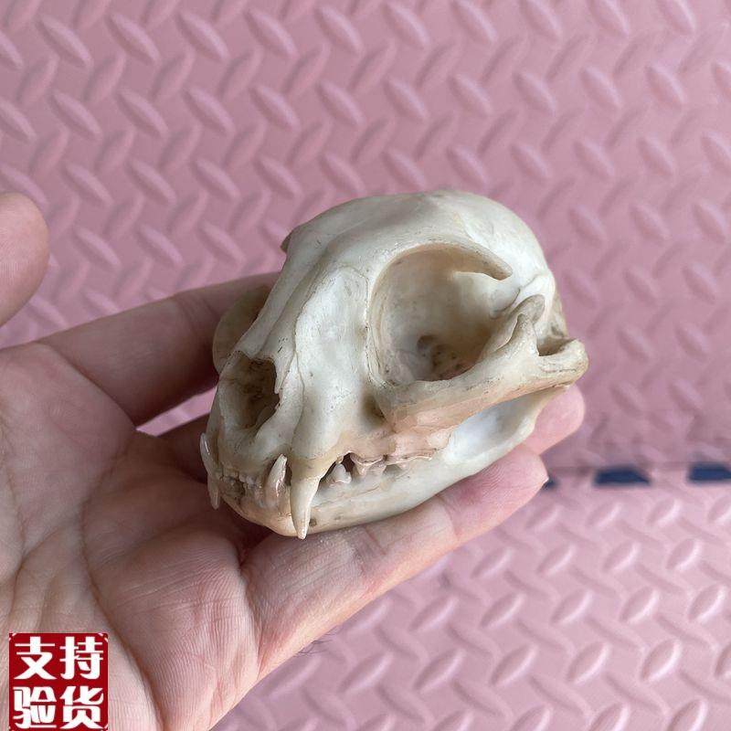 猫头骨模型真实倒模牙齿下t颌骨上颚猫科动物仿真标本兽医药宠物,玩具/童车/益智/积木/模型,其他模型玩具,淘宝优惠券,粉丝福利购,淘宝优惠卷