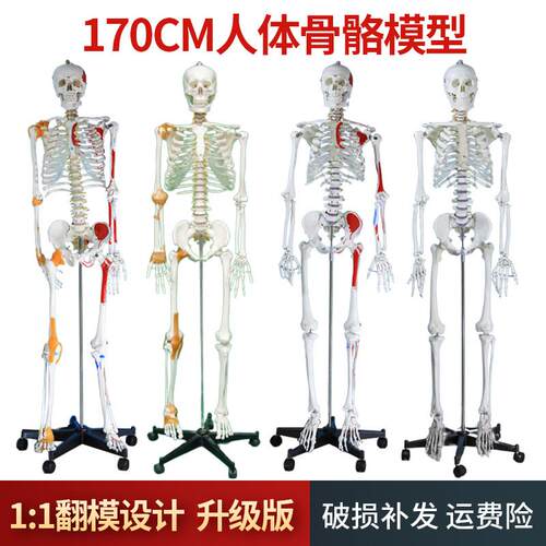 医学170cmu人体骨骼模型骨架可拆卸人体脊柱模型彷真小白骷髅标本