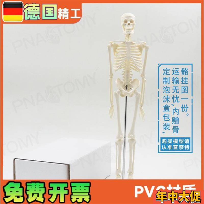 45cm小型可拆卸骨o骼人体模型 瑜伽教学骨架骷髅骨万圣节玩具礼品