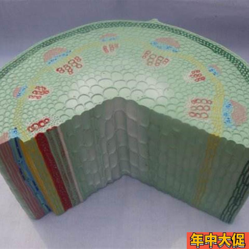 厂家正品双子叶草本植物茎模型初中高中生物实验器材X中学教学仪