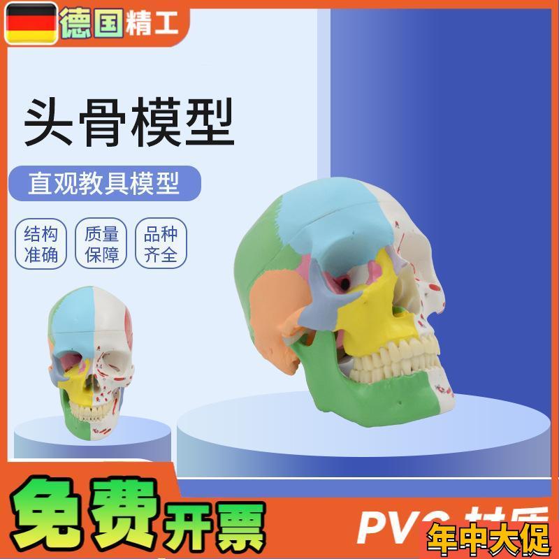 德国】美术医学艺用头骨模型 标准彩色分M区骷髅头头骨可拆解头骨