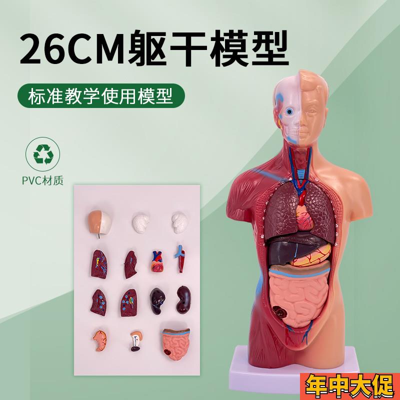 26CM人体解剖模型器官可拆x卸医学教学心脏模型躯干系统结构图解