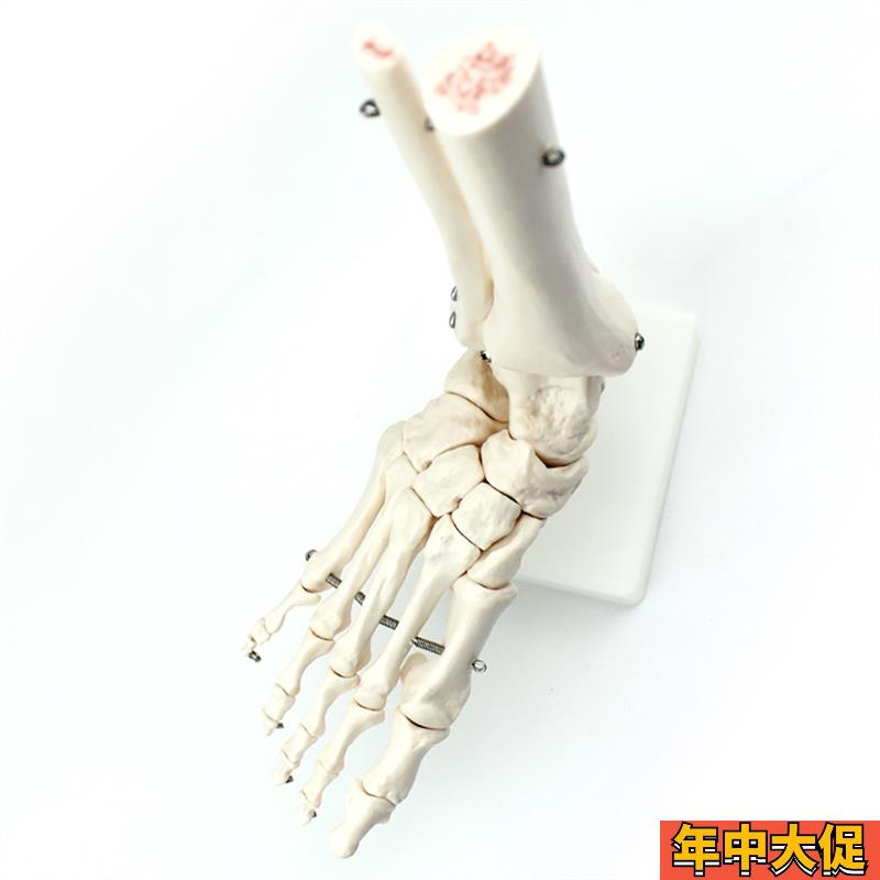 ENOVO颐诺h人体医学人体足踝关节模型 足关节 脚关节手足外科胫腓