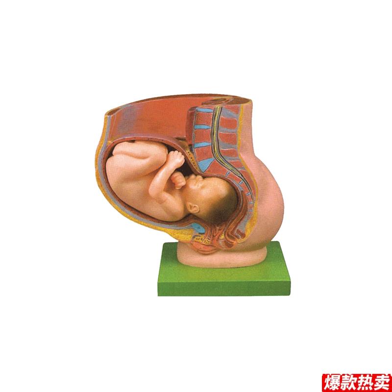 骨盆妊娠九个月胎儿模型/w怀孕九月胎儿模型