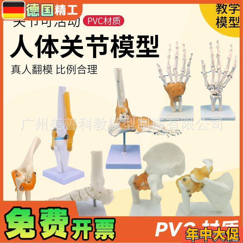人体膝关节功能模型m肩关节肘关节手关节脚关节髋关节可动骨骼模