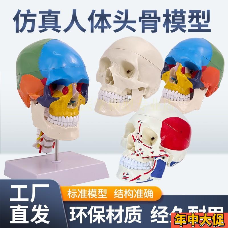 成人11医学仿真人体头骨模型头颅骨解剖数P字编码标识骷髅标本