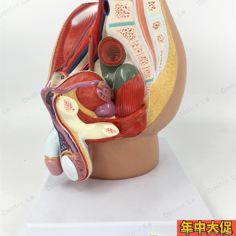 正品 男性生殖泌尿系统模型男科盆腔解剖结构模型前W列腺医用教学