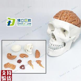 医学人体头颅骨大脑头q骨模型颅脑解剖神经科静态模型脑部模型
