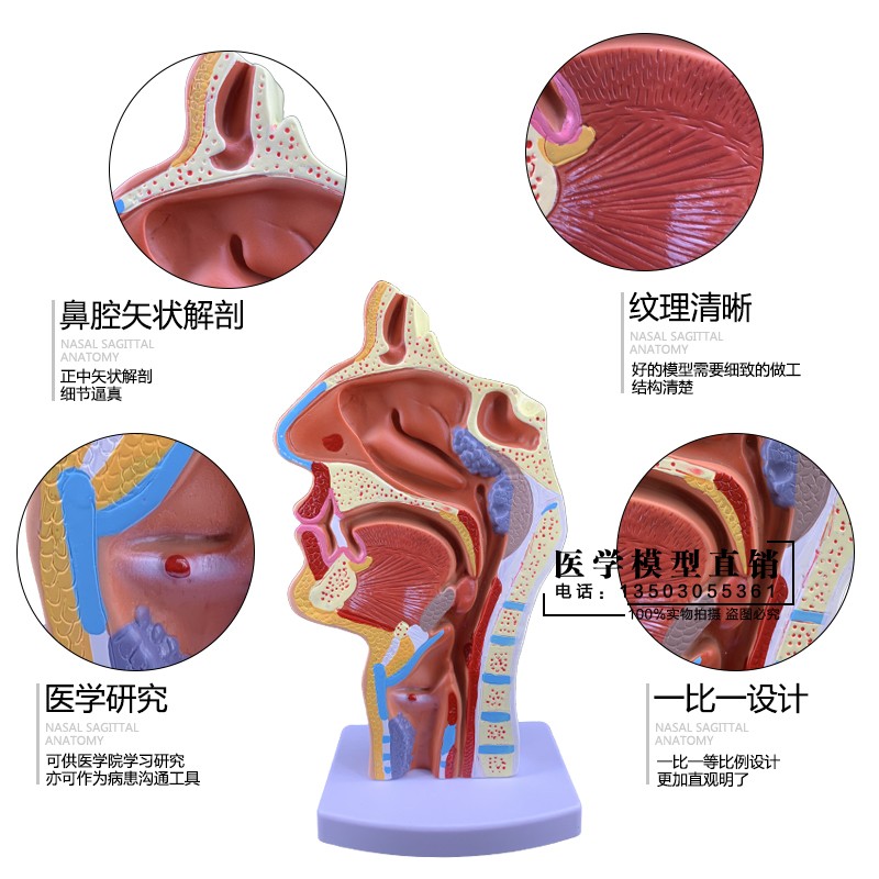 病态鼻咽喉模型医用鼻腔解u剖呼吸道模型喉咙带肌肉血管神经甲状